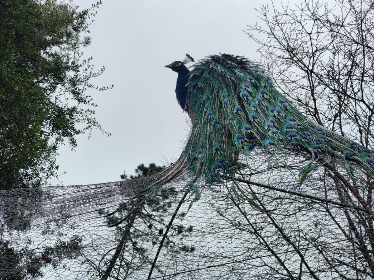Отель Il Giardino Dei Pavoni Soviore Экстерьер фото