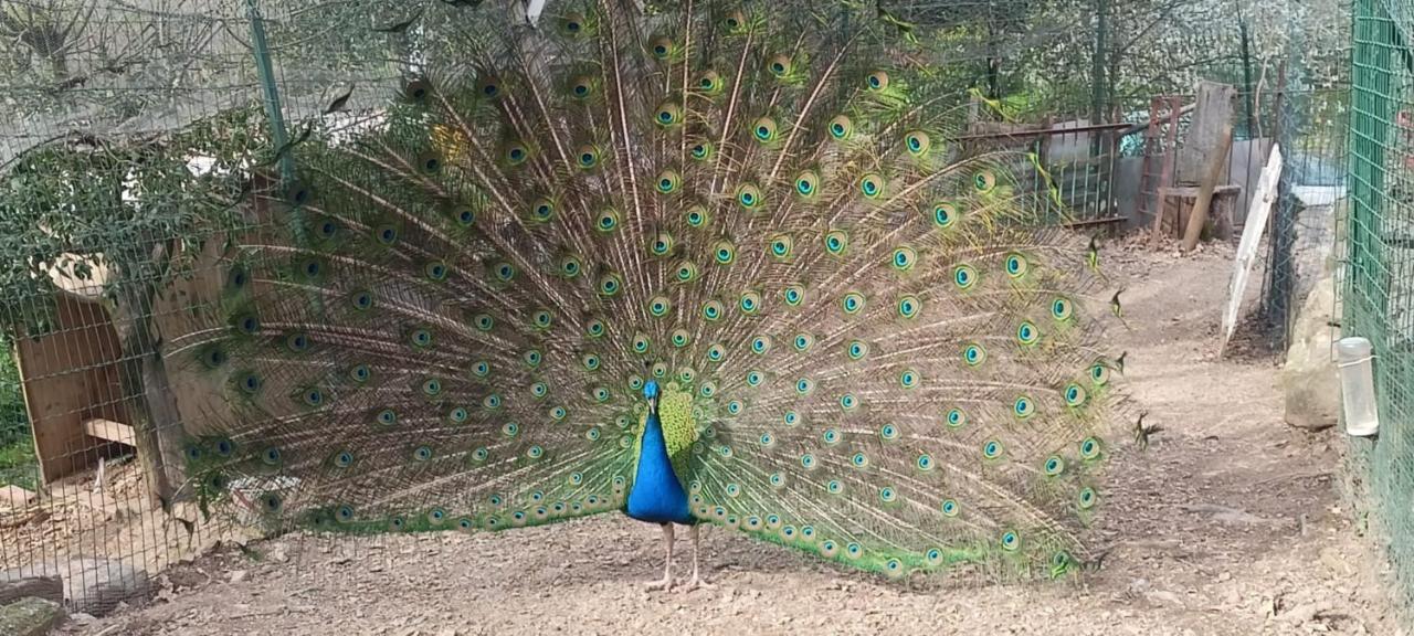 Отель Il Giardino Dei Pavoni Soviore Экстерьер фото